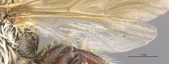 Media type: image;   Entomology 550 Aspect: Wing hind